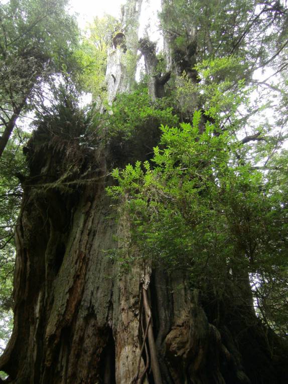 Essa árvore, que mais parece um Jardim Botânico, pode ter 2 mil anos de idade! (em Tofino, na costa oeste da Vancouver Island, na Columbia Britânica.no Canadá)